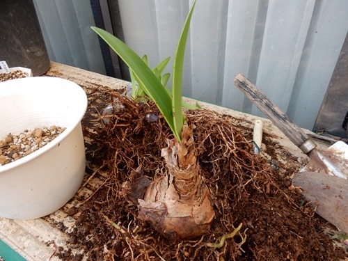 アマリリスの植え替え 自然とともに生きる