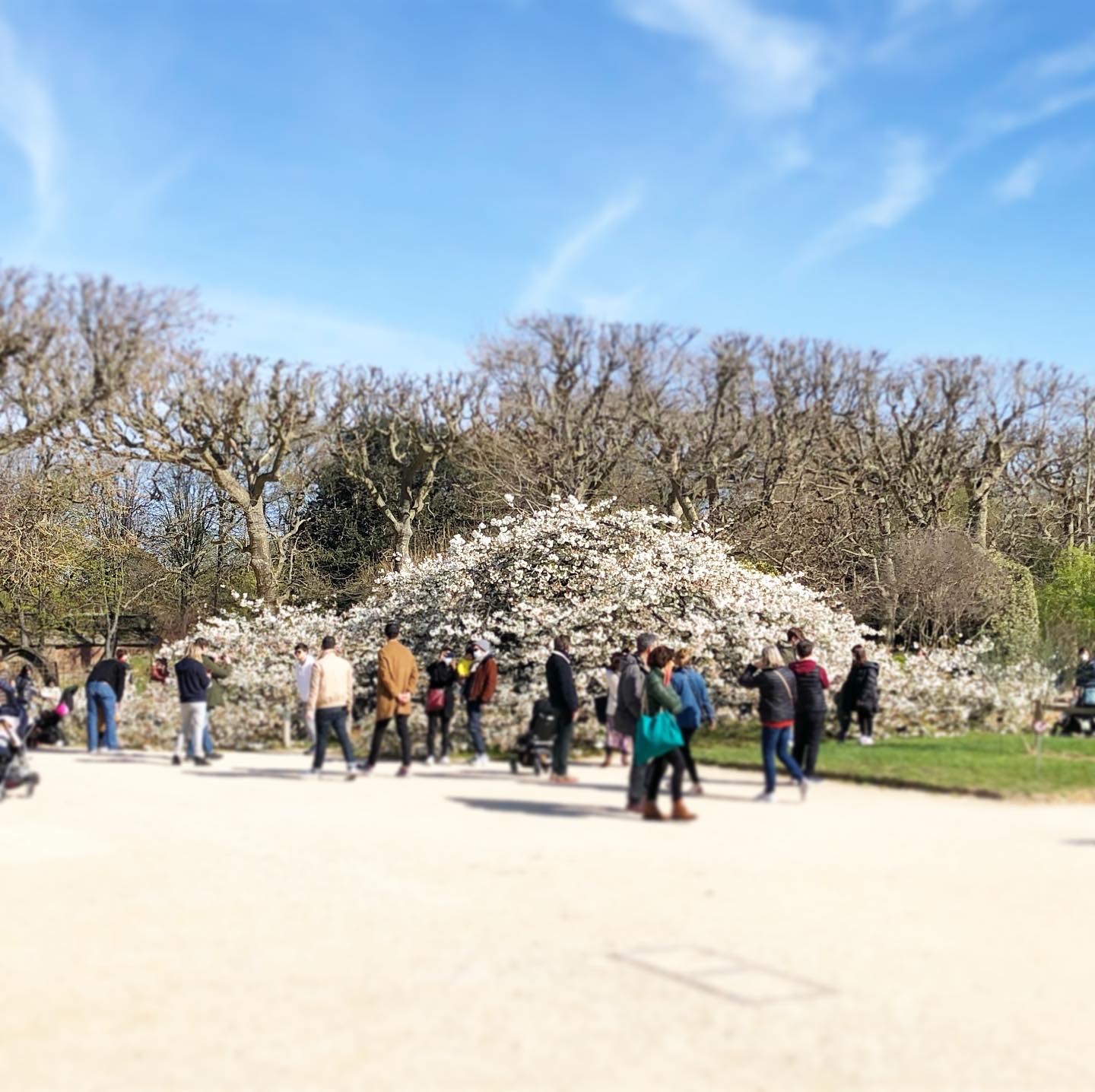 パリ植物園の大桜　白妙が満開です_a0231632_16371097.jpeg