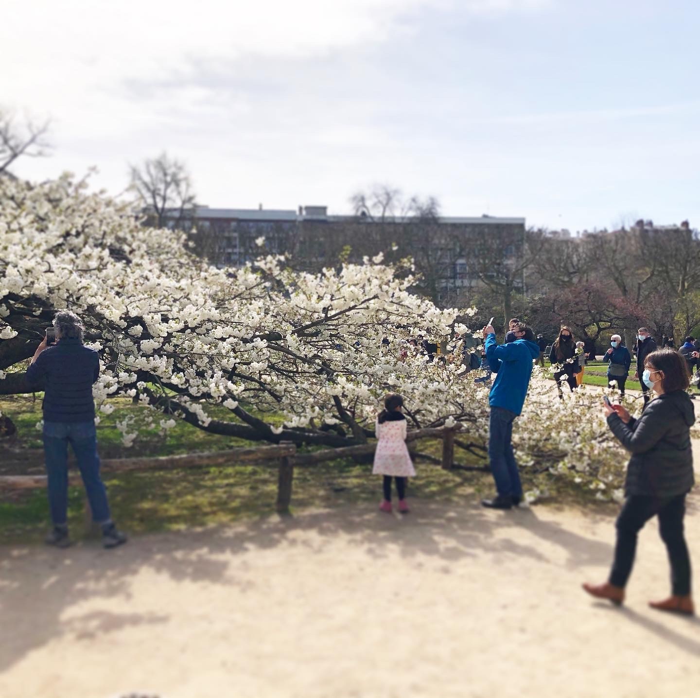パリ植物園の大桜　白妙が満開です_a0231632_16373064.jpeg