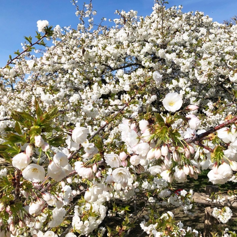 パリ植物園の大桜　白妙が満開です_a0231632_16394295.jpeg