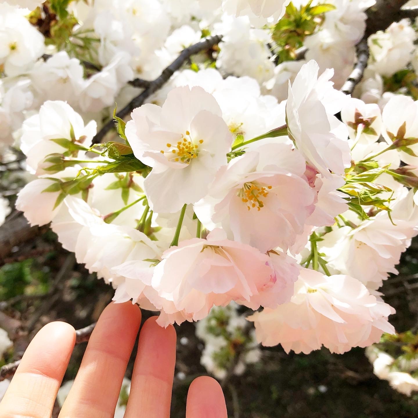 パリ植物園の大桜　白妙が満開です_a0231632_16401077.jpeg