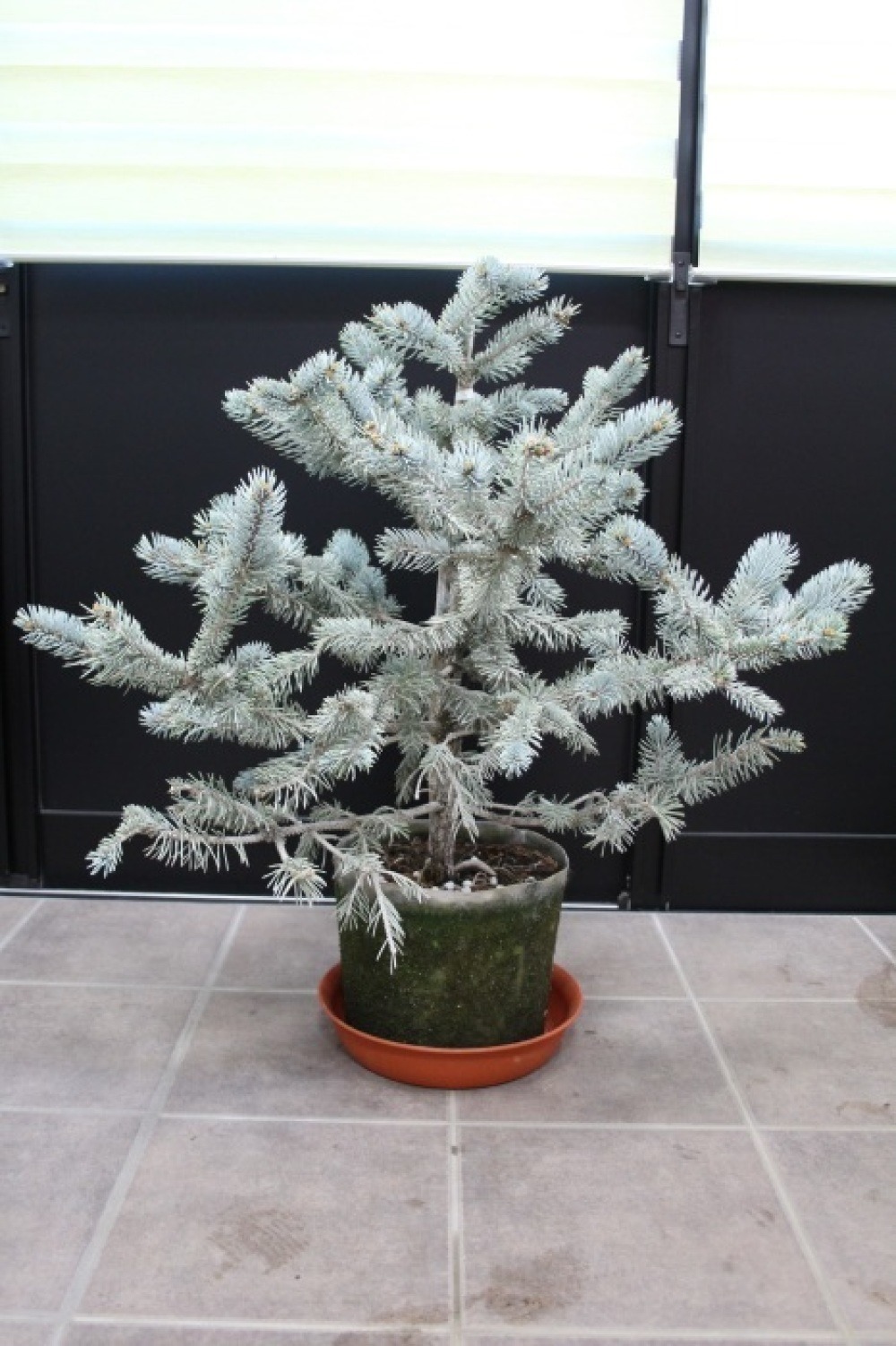 極上 80cm プンゲンストウヒ ホプシー ガーデニング シンボルツリー