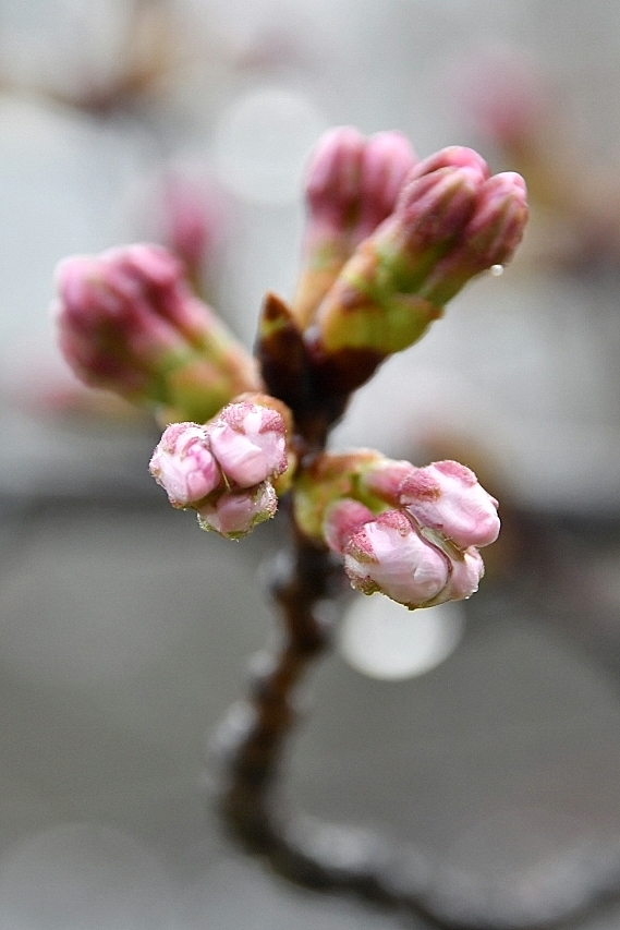 桜咲く_b0314043_07205475.jpg