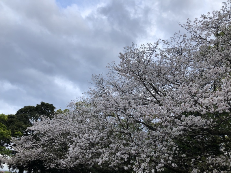 2021年の桜_e0343944_10164161.jpg