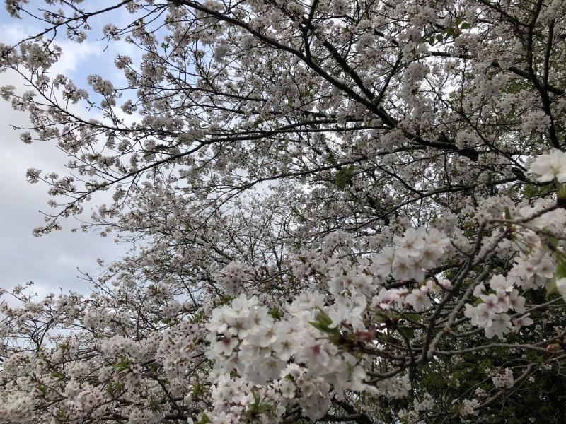 2021年の桜_e0343944_10164754.jpg