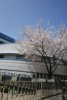 春到来。桜前線、通過中…_e0080345_17042709.jpg