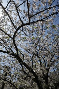 春到来。桜前線、通過中…_e0080345_17042958.jpg