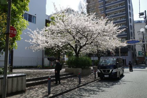 春到来。桜前線、通過中…_e0080345_17043432.jpg