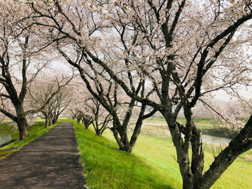 三刀屋の桜を見て来ました。_e0074251_20332231.jpg