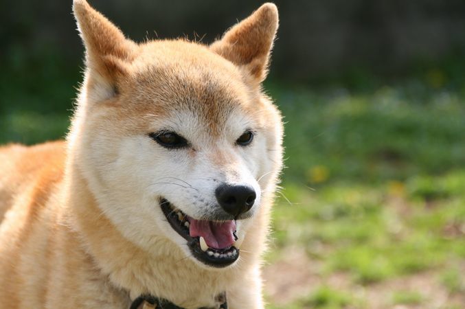 ワンコホテル『ぐうすけ君、ナナちゃん』_e0364854_16133297.jpg