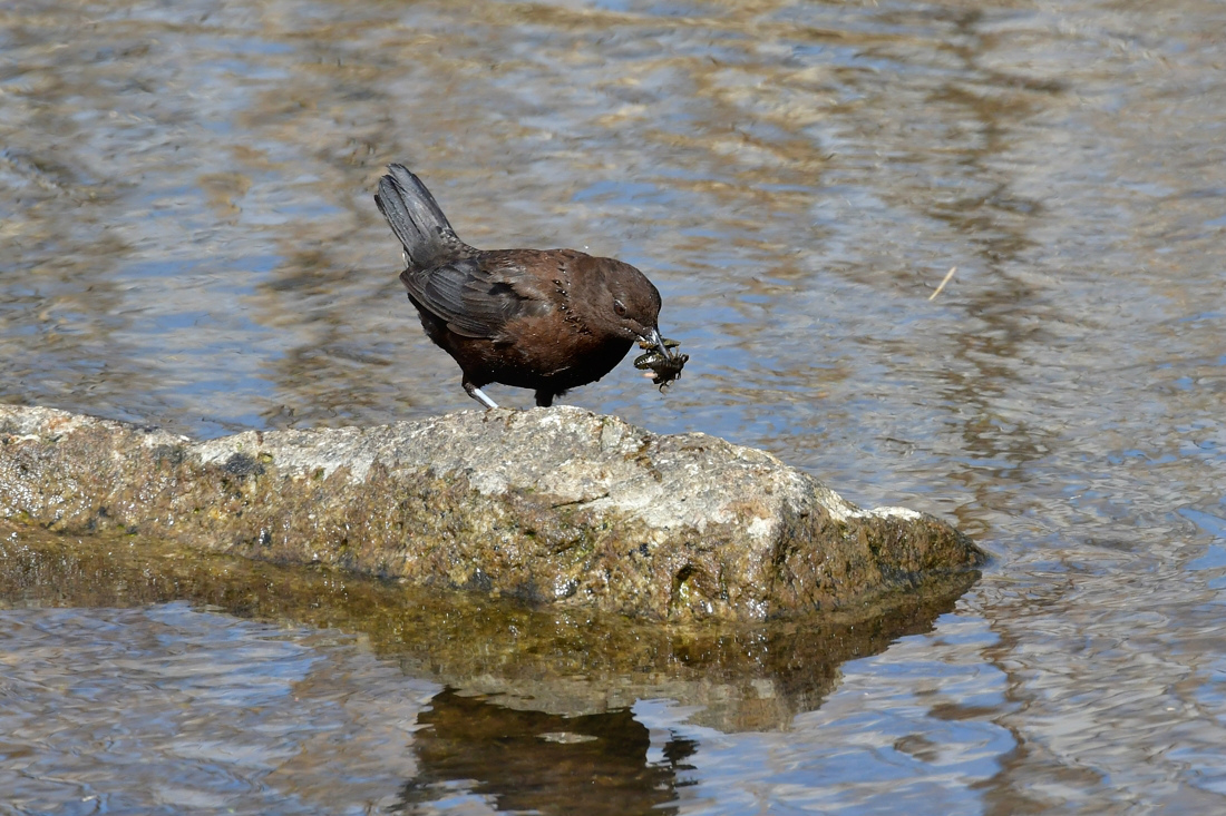 もったいない.....カワガラス_f0400360_22193122.jpg