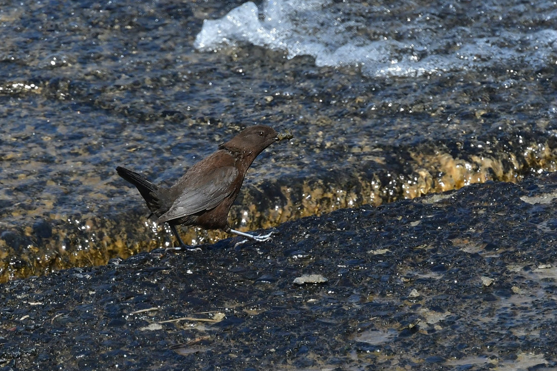 もったいない.....カワガラス_f0400360_22212624.jpg