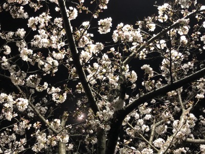 2021.03.27「花見」_c0197974_05275204.jpg