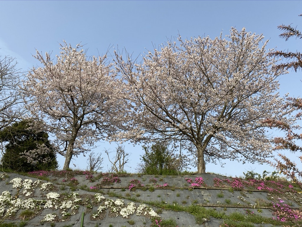 裏山の桜だより③　 〜2021〜_c0334574_19104379.jpeg