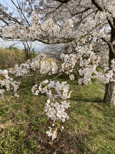 裏山の桜だより③　 〜2021〜_c0334574_19132218.jpeg