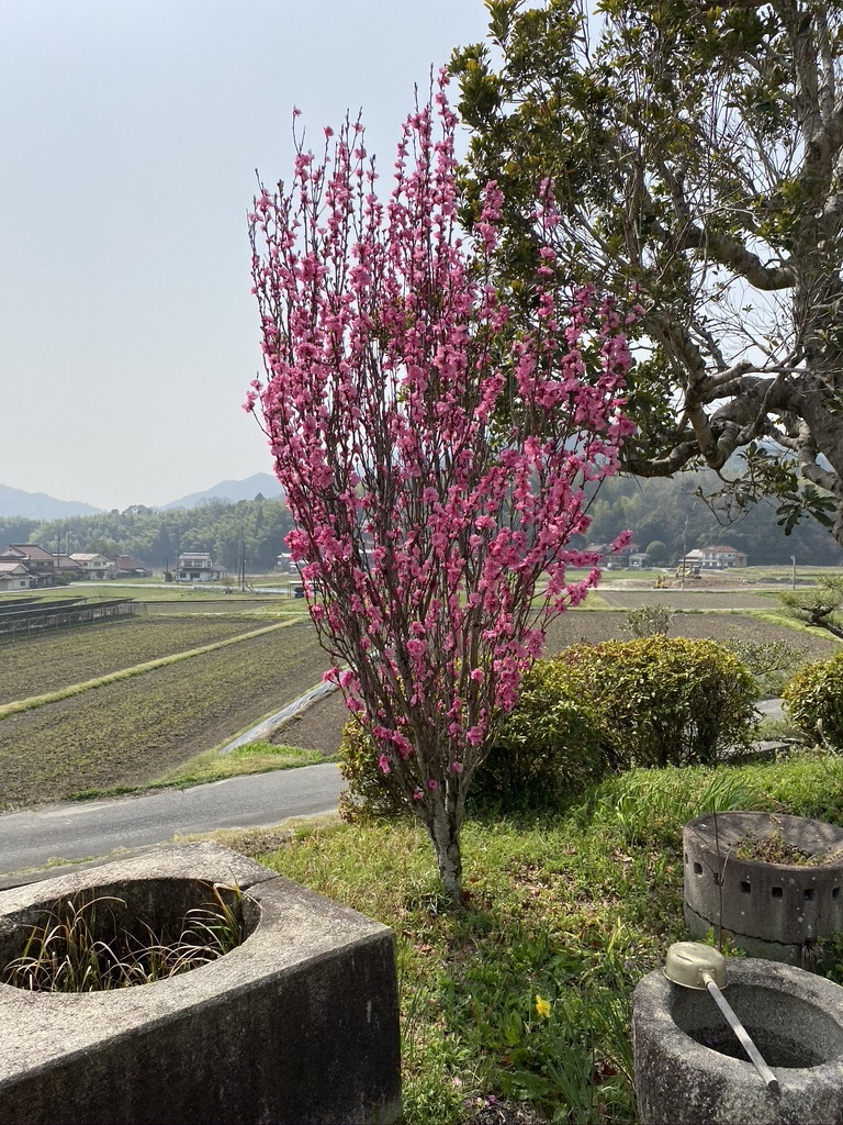 裏山の桜だより③　 〜2021〜_c0334574_19141643.jpeg