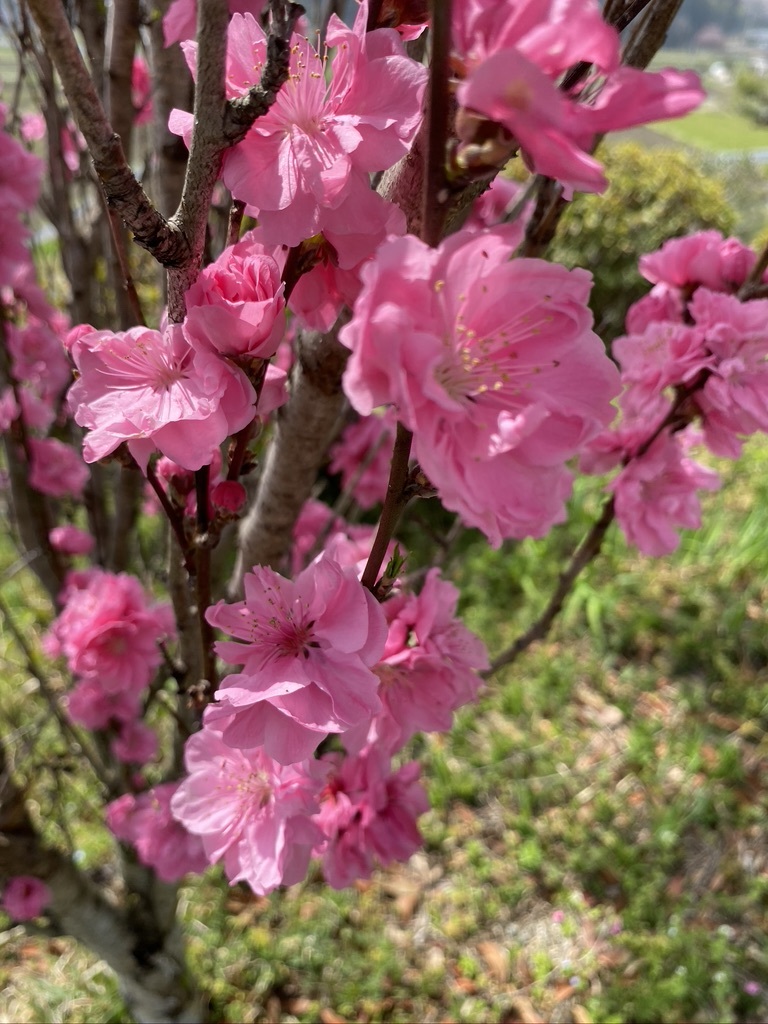 裏山の桜だより③　 〜2021〜_c0334574_19142541.jpeg