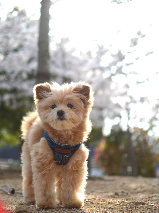 あちこちの桜が綺麗で撮影に_a0059277_23402827.jpg