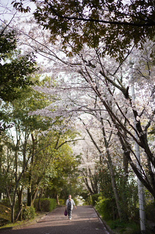 桜_f0167977_16000520.jpg