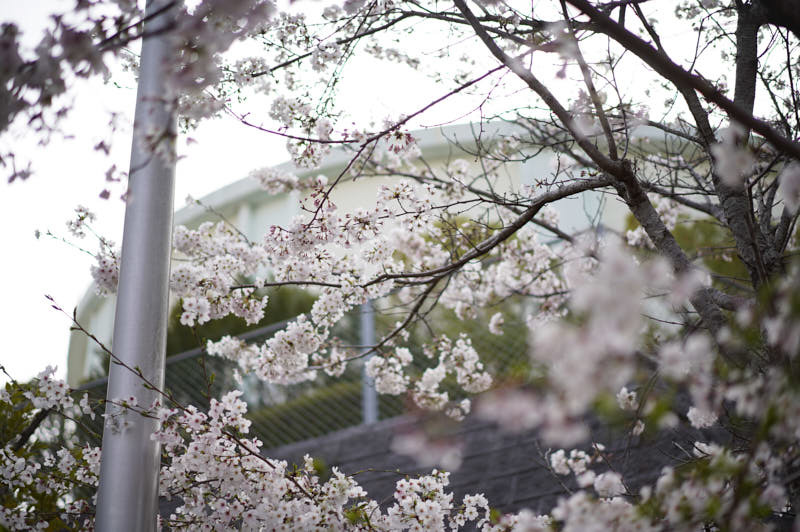 桜_f0167977_16000597.jpg