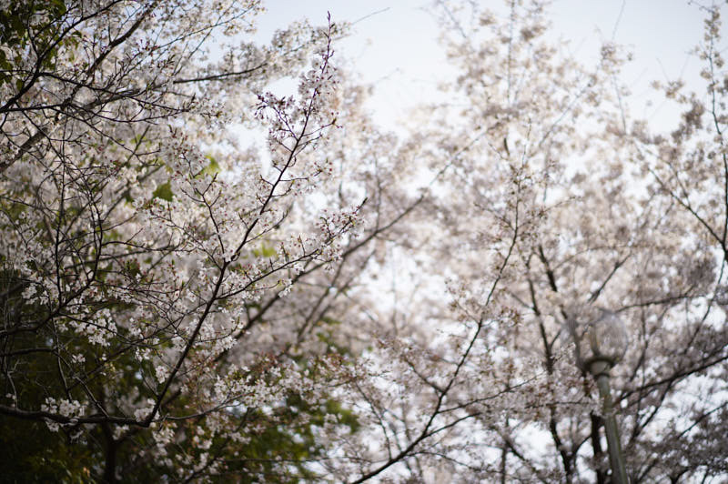 桜_f0167977_16000633.jpg