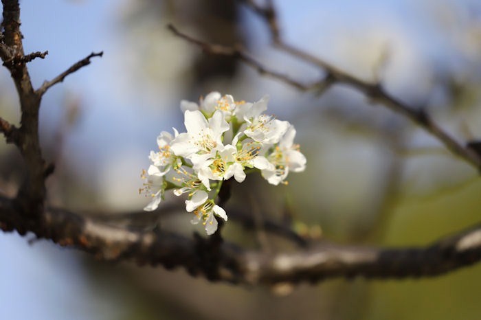 すももの花 四季の草花と蜘蛛の巣に魅せられて すももの花 四季の草花と蜘蛛の巣に魅せられて