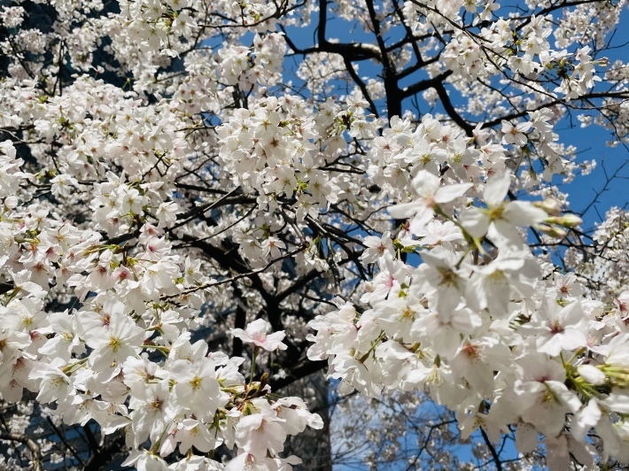 春は焦らず NO.730_c0102513_20563864.jpeg
