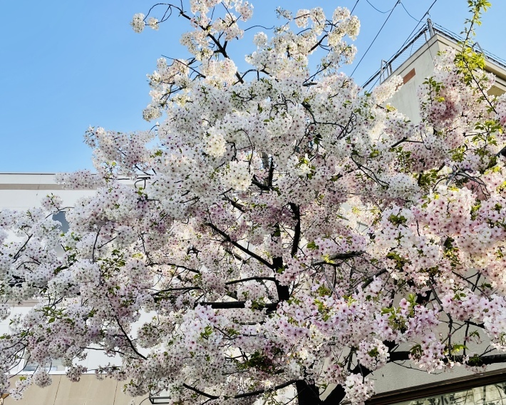春は焦らず NO.730_c0102513_21173565.jpeg
