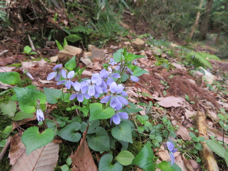 桜満開　百々ｹ峯 (418M)    松尾池 編_d0170615_22371278.jpg