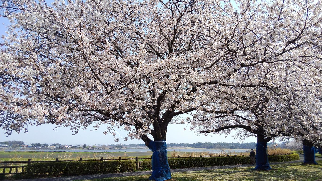 春～の麗～の～多々良沼♪ 満開の桜に染まりながらスマホでどうだ！ナンテ(^^;_a0031821_12282753.jpg
