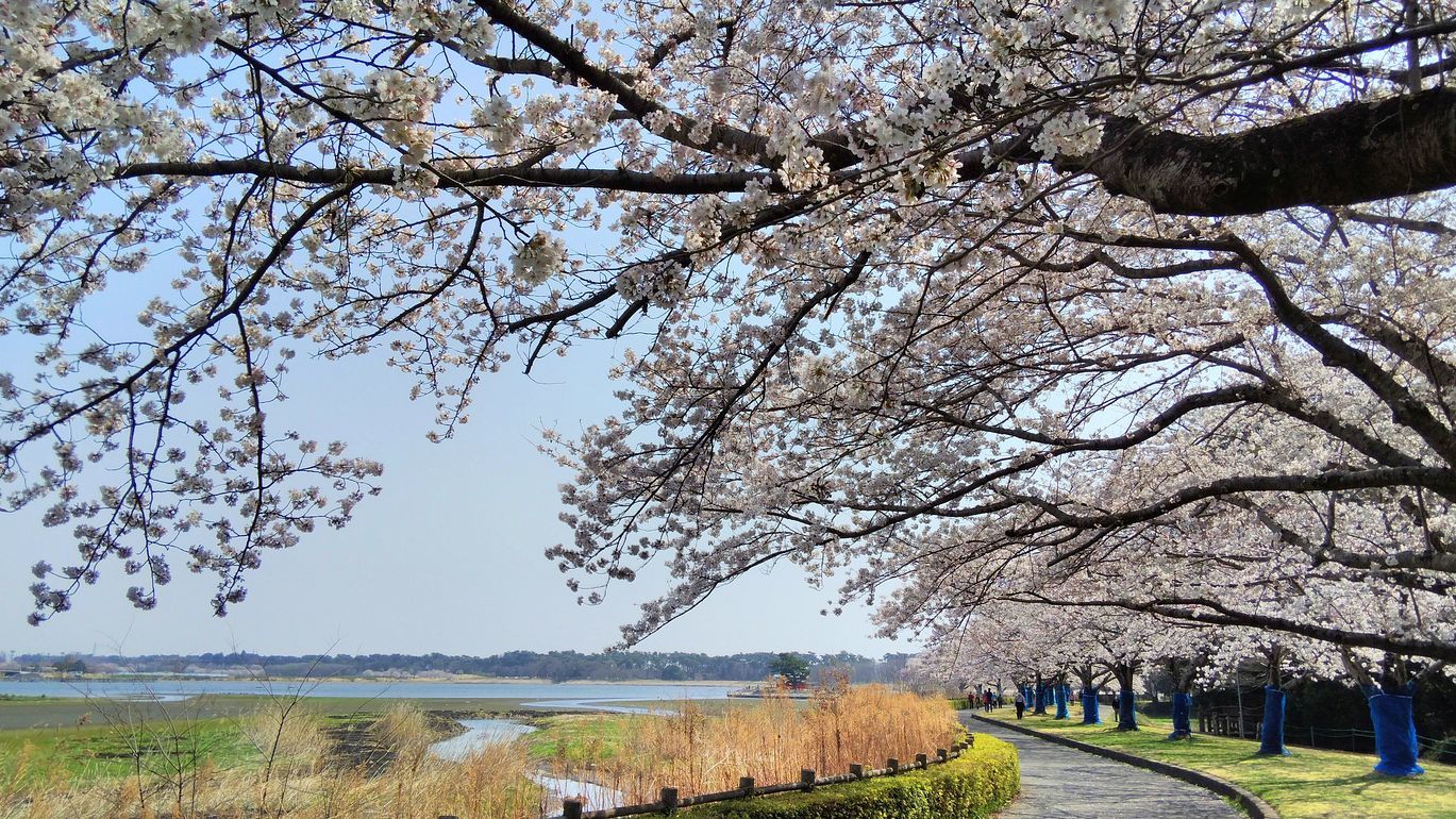 春～の麗～の～多々良沼♪ 満開の桜に染まりながらスマホでどうだ！ナンテ(^^;_a0031821_12335446.jpg
