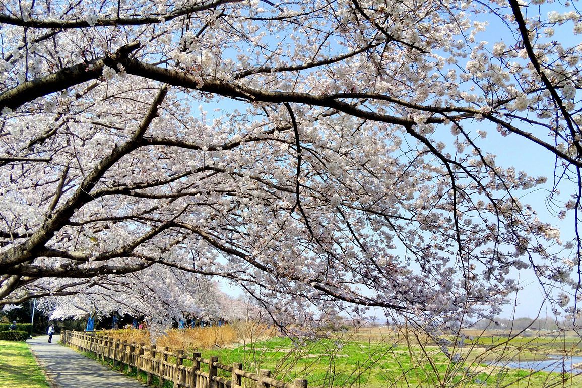 春～の麗～の～多々良沼♪ 満開の桜に染まりながらスマホでどうだ！ナンテ(^^;_a0031821_12350904.jpg