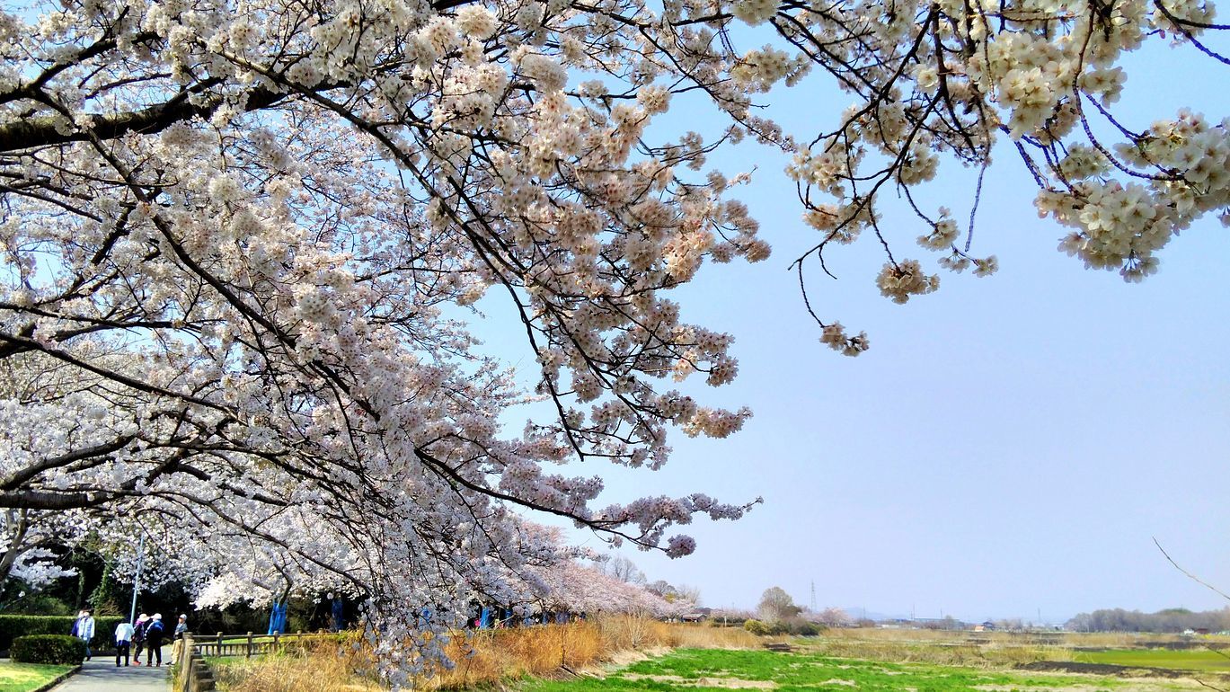 春～の麗～の～多々良沼♪ 満開の桜に染まりながらスマホでどうだ！ナンテ(^^;_a0031821_12360581.jpg