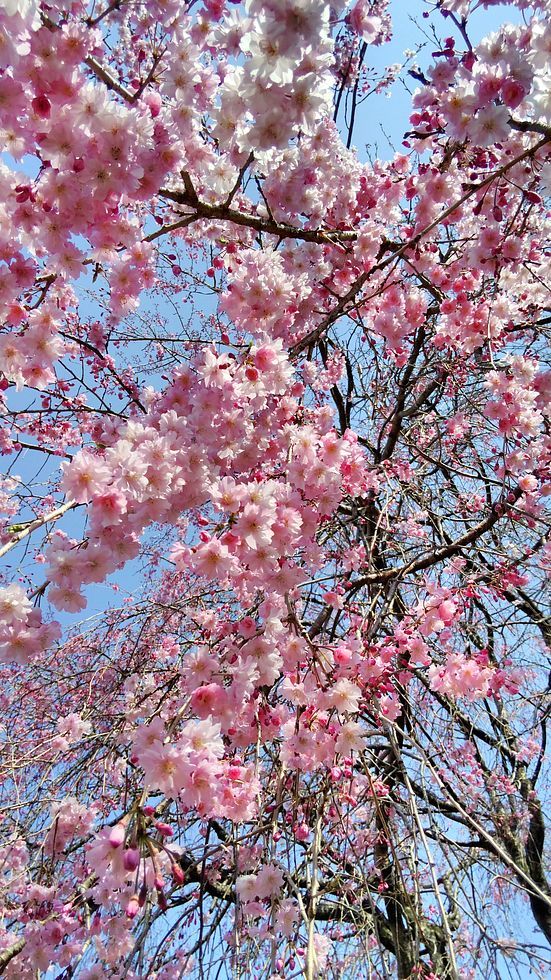 春～の麗～の～多々良沼♪ 満開の桜に染まりながらスマホでどうだ！ナンテ(^^;_a0031821_12451218.jpg