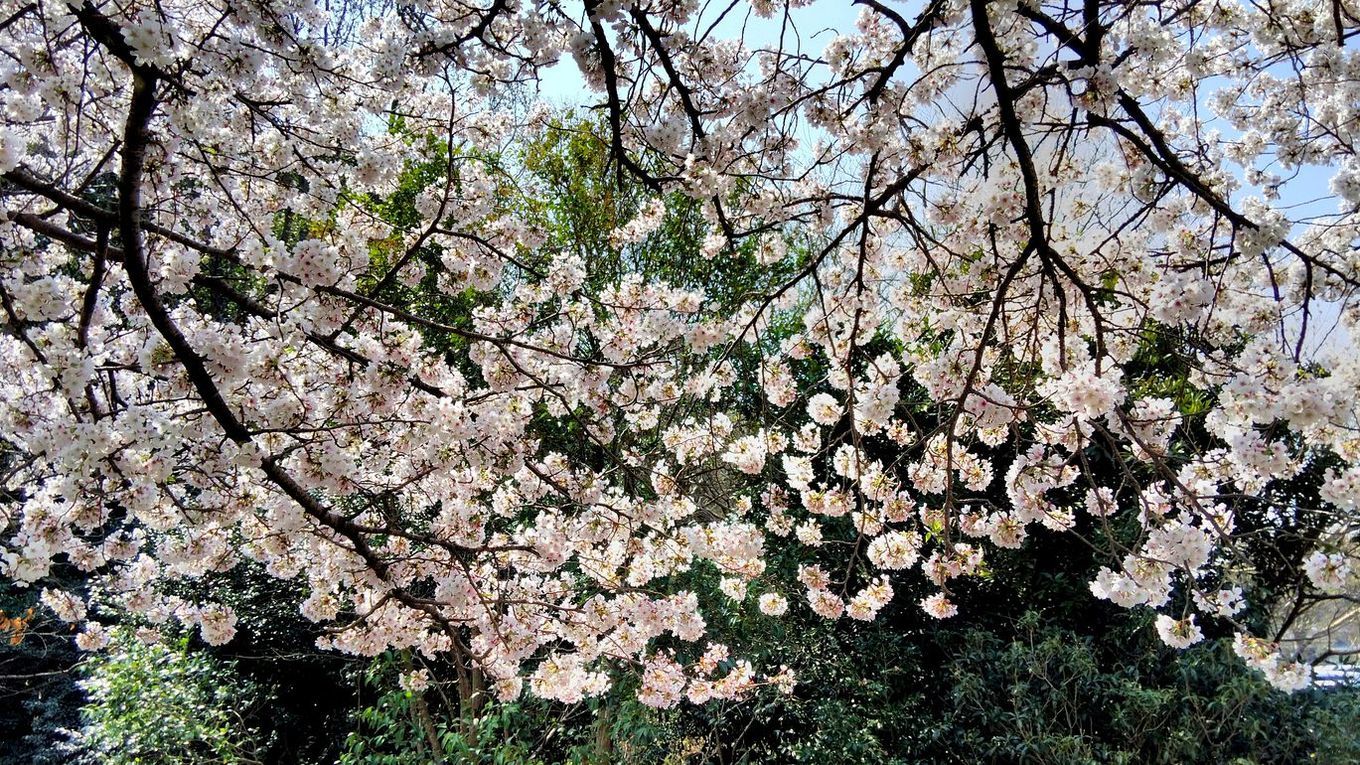 春～の麗～の～多々良沼♪ 満開の桜に染まりながらスマホでどうだ！ナンテ(^^;_a0031821_13374739.jpg