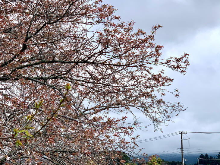 桜情報　狩宿の下馬桜_b0093221_11341751.jpg