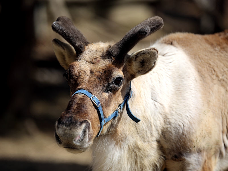春のトナカイさん : 動物園放浪記
