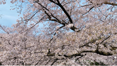 と或る日の『音無川の桜』&#127800;_d0361125_22445425.jpg