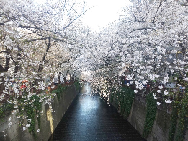 渋谷 スタンダードプロダクツ&中目黒の桜_c0124528_08322217.jpg
