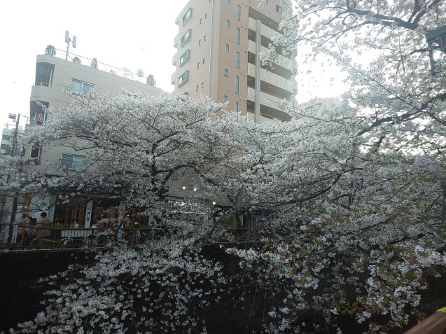 渋谷 スタンダードプロダクツ&中目黒の桜_c0124528_08341173.jpg