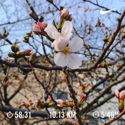 朝ランの風景_a0059035_00073542.jpeg