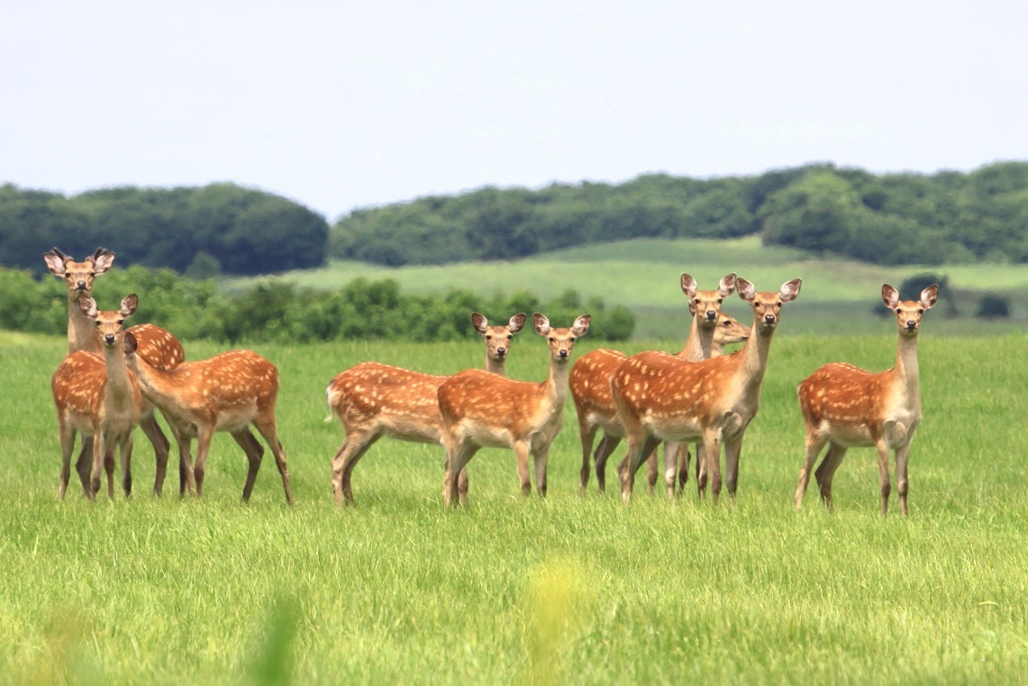 「厚岸霧多布昆布森国定公園」誕生 3月30日 _f0113639_15425640.jpg