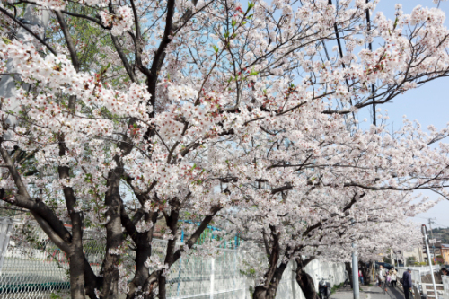 機能訓練 ~ 桜の下で屋外歩行訓練 ~_e0222340_15243336.jpg