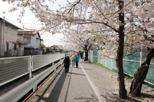 機能訓練 ~ 桜の下で屋外歩行訓練 ~_e0222340_15243918.jpg