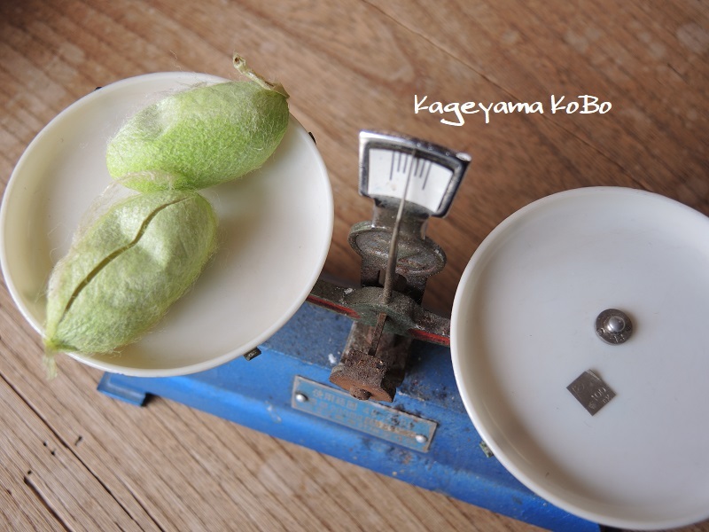 天蚕の繭を手に入れました_f0175143_23005737.jpg