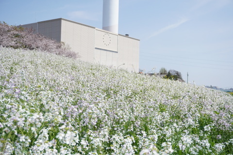 池上花暦 3月30日 ハマダイコンの花 多摩川 空の見えるベランダから