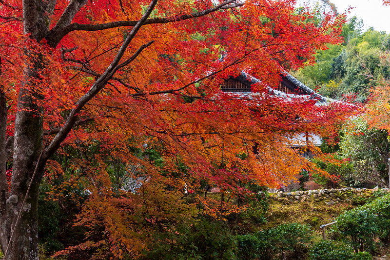 紅葉きらめく京都 艶秋 浄住寺 花景色 K W C Photoblog 紅葉きらめく京都 艶秋 浄住寺 花景色 K W C Photoblog