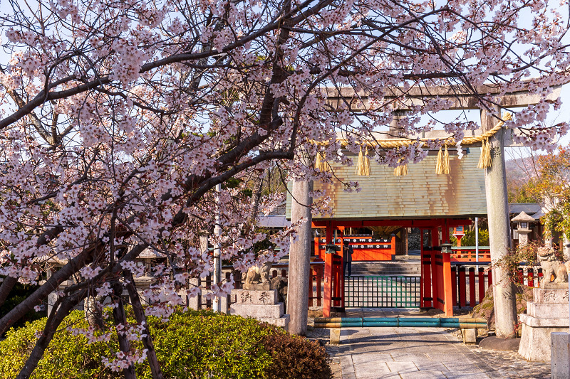 2021桜咲く京都 桜の神社（車折神社）_f0155048_23161857.jpg