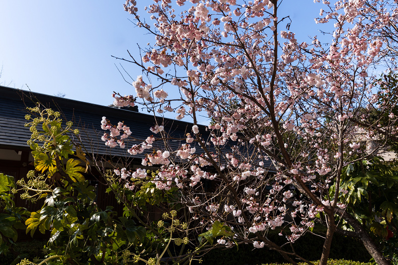 2021桜咲く京都 桜の神社（車折神社）_f0155048_23183521.jpg