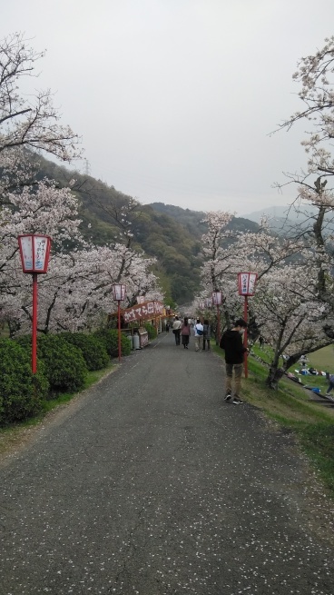 武丈公園の桜_f0377348_21382437.jpg